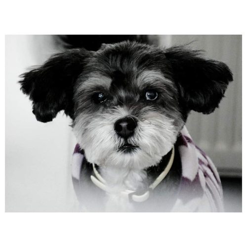 PAIN LOSS - Ανακουφίζει από τον πόνο άμεσα και γρήγορα - επαγγελματική συσκευασία 100ml photo review