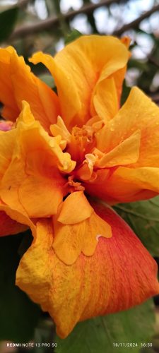 ΠΑΚΕΤΟ EUPHORIA BEE LIFT SERUM & ΚΡΕΜΑ photo review